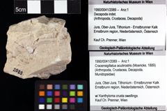 Foto (Objket + Etiketten) von Cracensigillatus acutirostris (Moericke, 1889) 